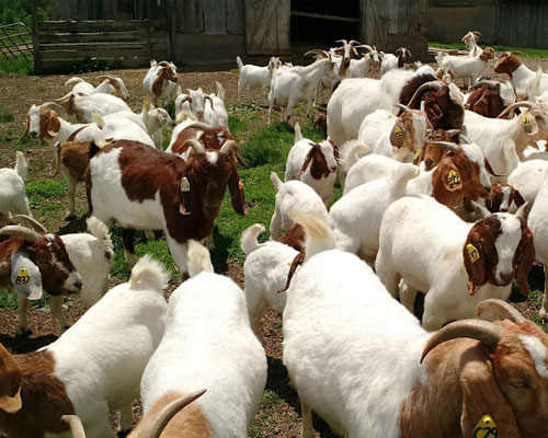 Boer goats for sale, including bucks and bucklings