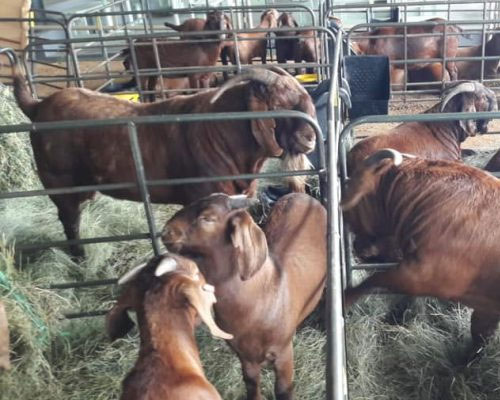 Kalahari red goats for sale in South Africa