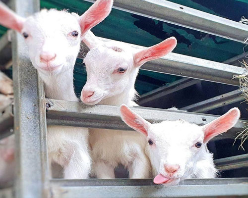 Saanen goats for sale - quality dairy breed