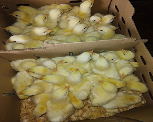 Da Old Chicks for sale