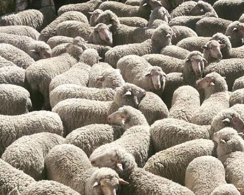 Merino sheep for sale South Africa