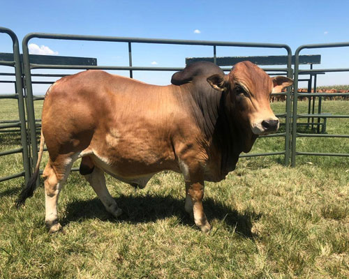 Boran Cattle for Sale