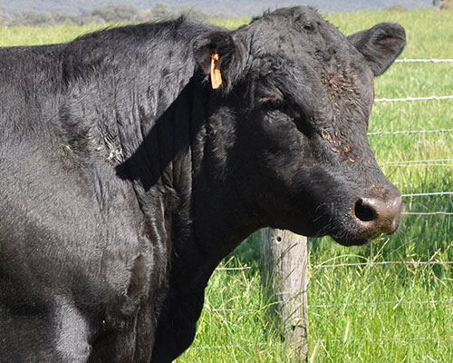 Angus Cattle for Sale