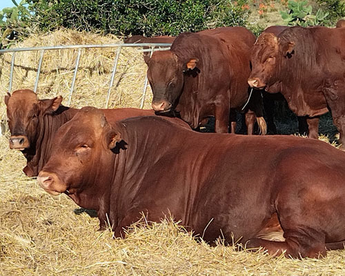 Bosmara Cattle for sale