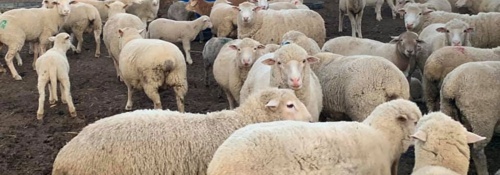 Healthy boer goats and merino sheep for sale in South Africa